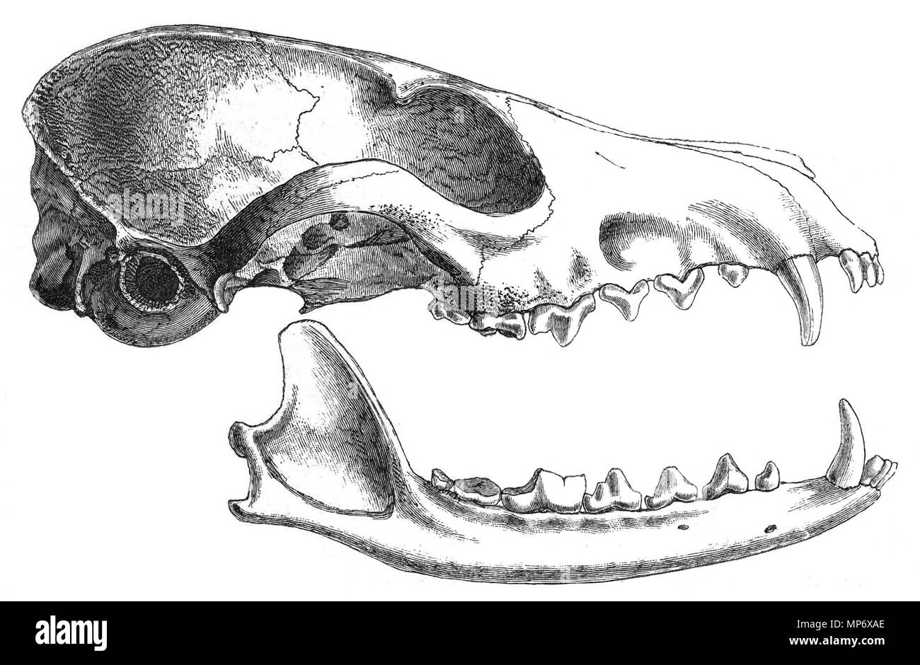 . Englisch: Illustration (Holz) eines Schädel und Kiefer der Weißen-footed Fuchs (Vulpes vulpes Pusilla). 1890. St. George Jackson Mivart (30. November 1827 - 1. April 1900) 1245 Vpusillaskull Stockfoto