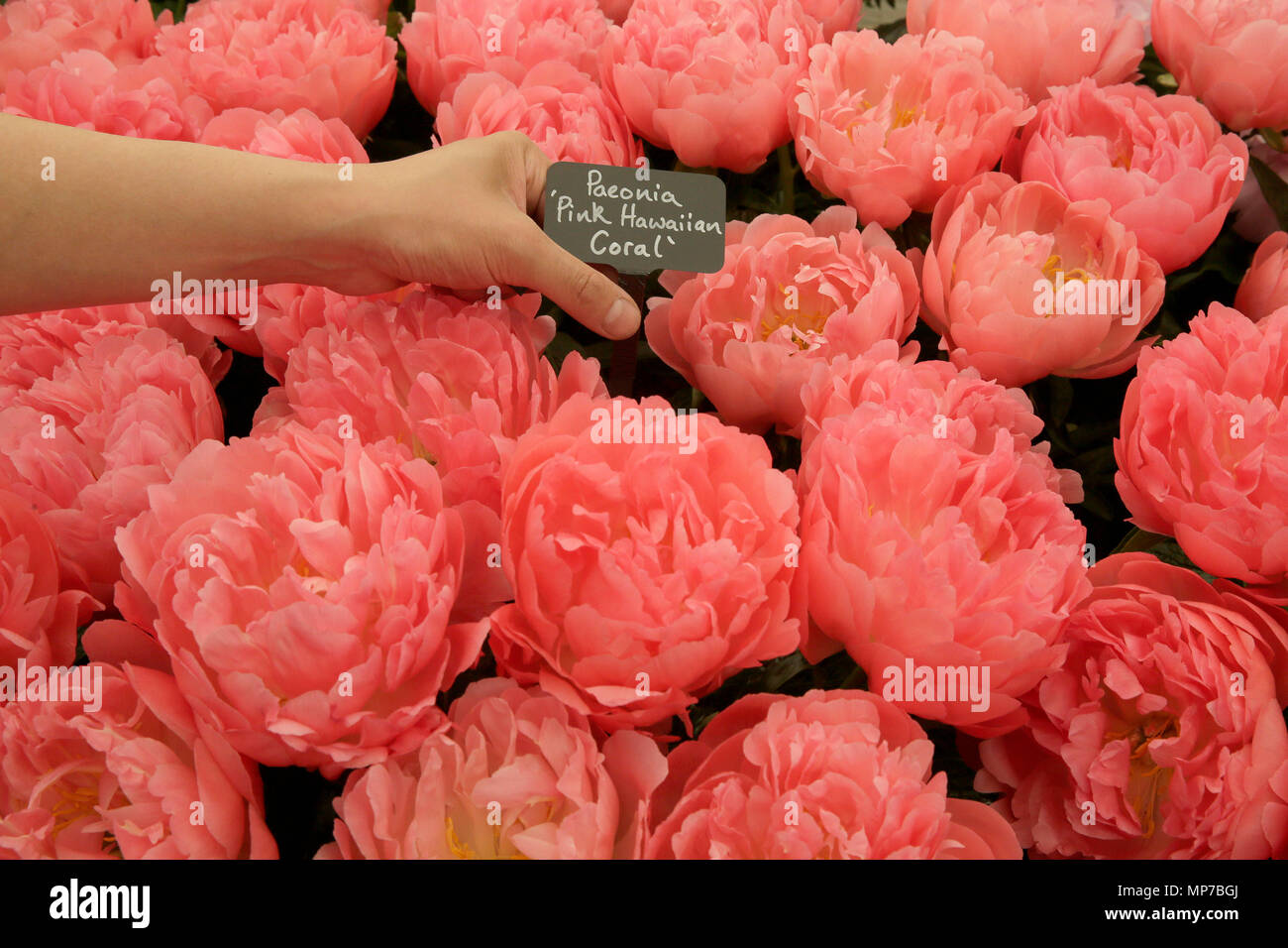 London, Großbritannien. 21 Mai, 2018. Blumen sind auf Anzeige an der RHS Chelsea Flower Show auf dem Gelände des Royal Hospital Chelsea in London, Großbritannien, 21. Mai 2018 statt. Die Chelsea Flower Show, nicht anders als die große Feder Zeigen bekannt ist und von der Royal Horticultural Society (RHS), ist die grösste Blume und Landschaft garten Show in Großbritannien. Quelle: Tim Irland/Xinhua/Alamy leben Nachrichten Stockfoto