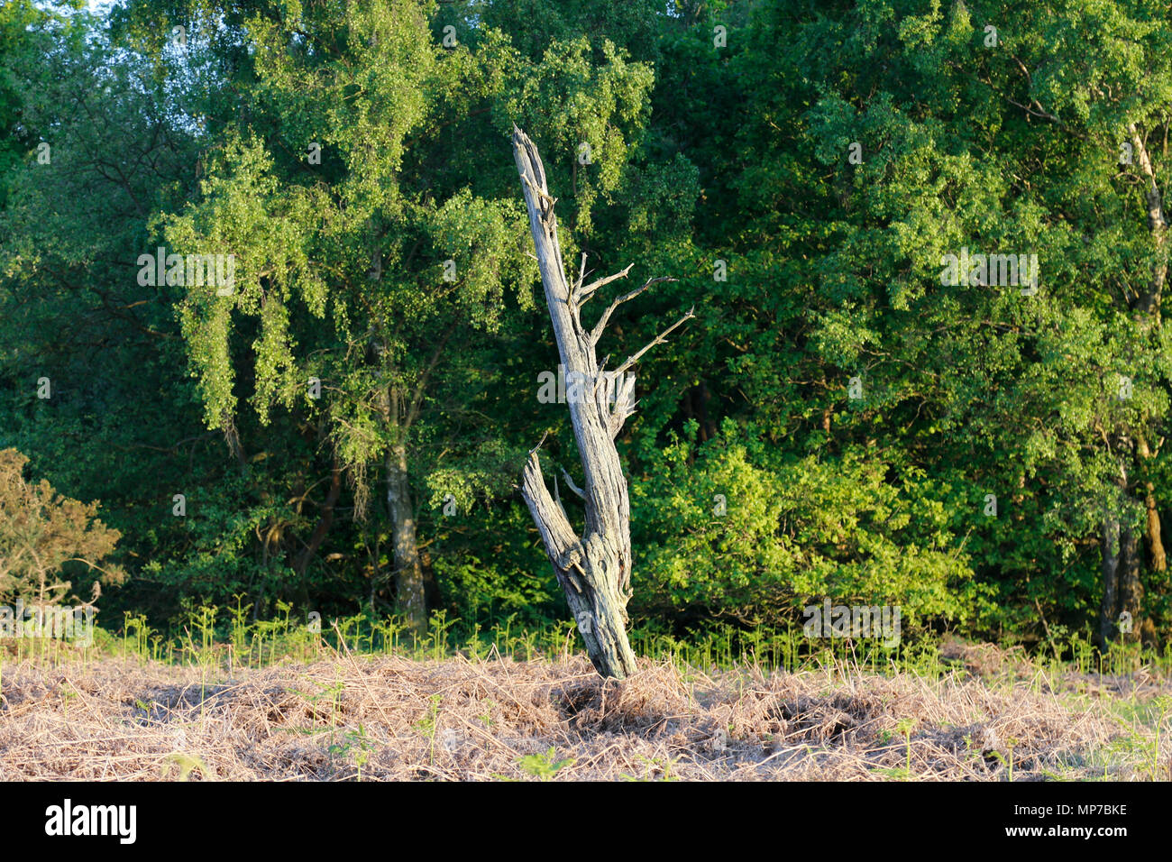 Tot gebleicht Baum im Wald Stockfoto