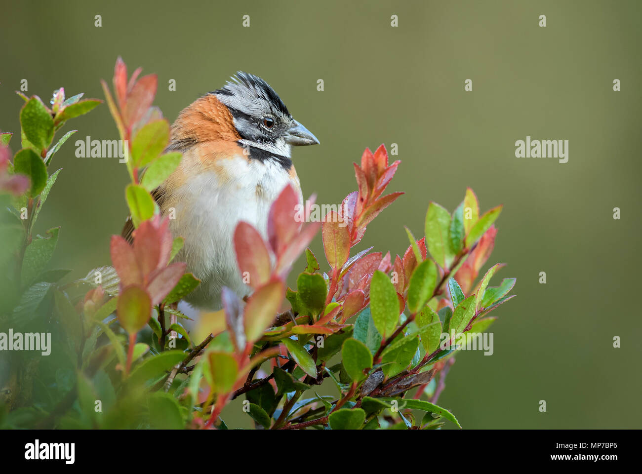 Rufous-collared Sparrow - Zonotrichia capensis, schöne kleine Neue Welt sparrow, Costa Rica. Stockfoto