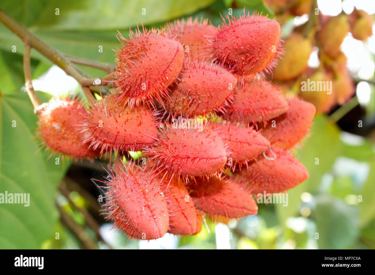 Reif Rambutan (Nephelium lappaceum) Früchte tropische Frucht auf Zweig, Kuba Stockfoto