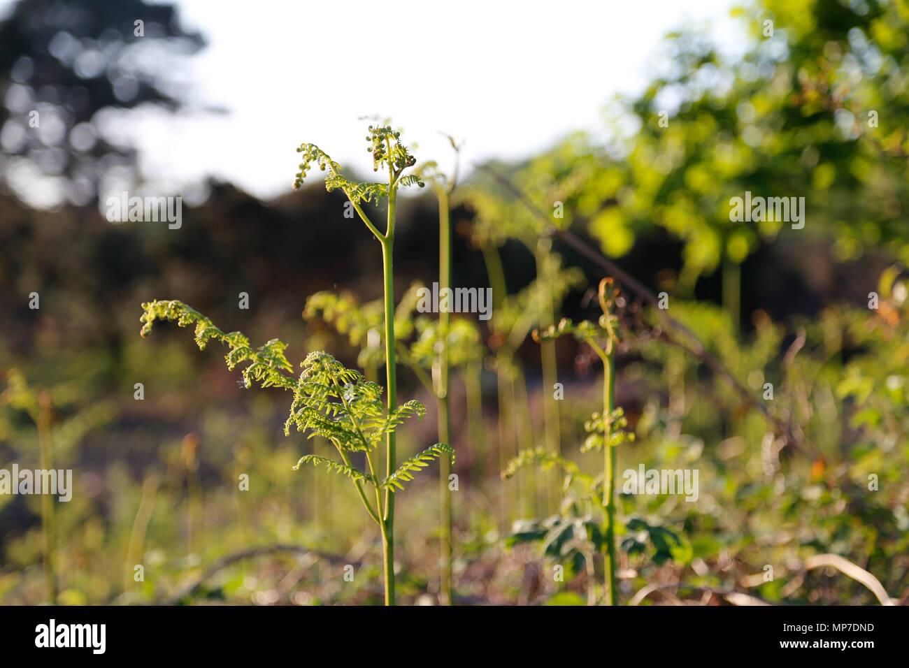 Junger Farn in Abendsonne Stockfoto