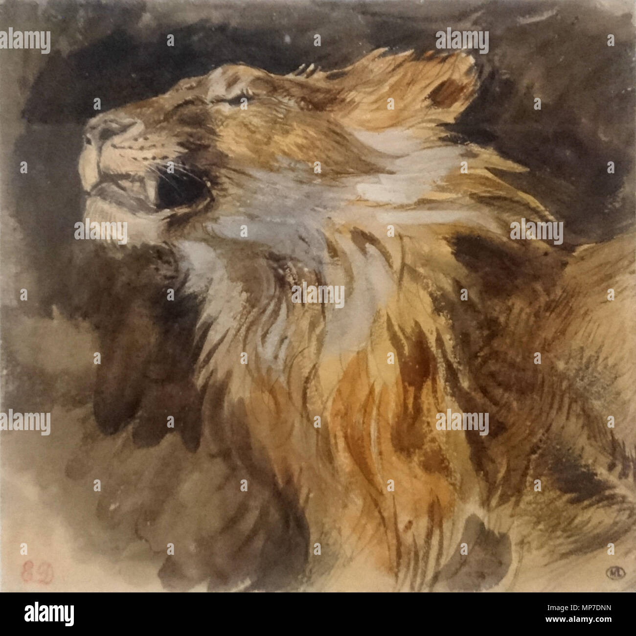 1210 Tête-de-lion rugissant - Eugène Delacroix-MI 893, Recto-Artgs Graphiques - Musée du Louvre Stockfoto