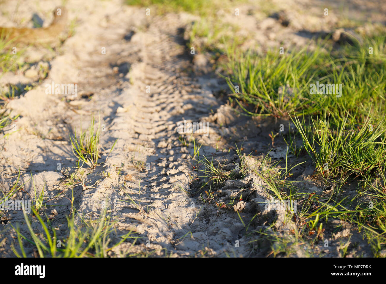 Fahrzeug Reifenspuren in getrocknetem Schlamm Stockfoto