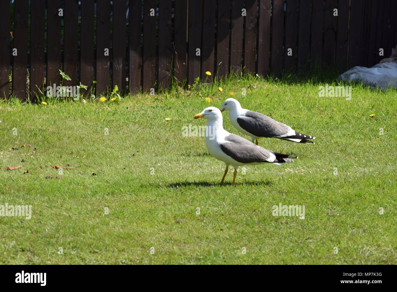 Highland Kuh mit Kalb, Loch Tay in Schottland, seagull Essen ein link Wurst in meinem Garten, Falkirk, Schottland. Stockfoto