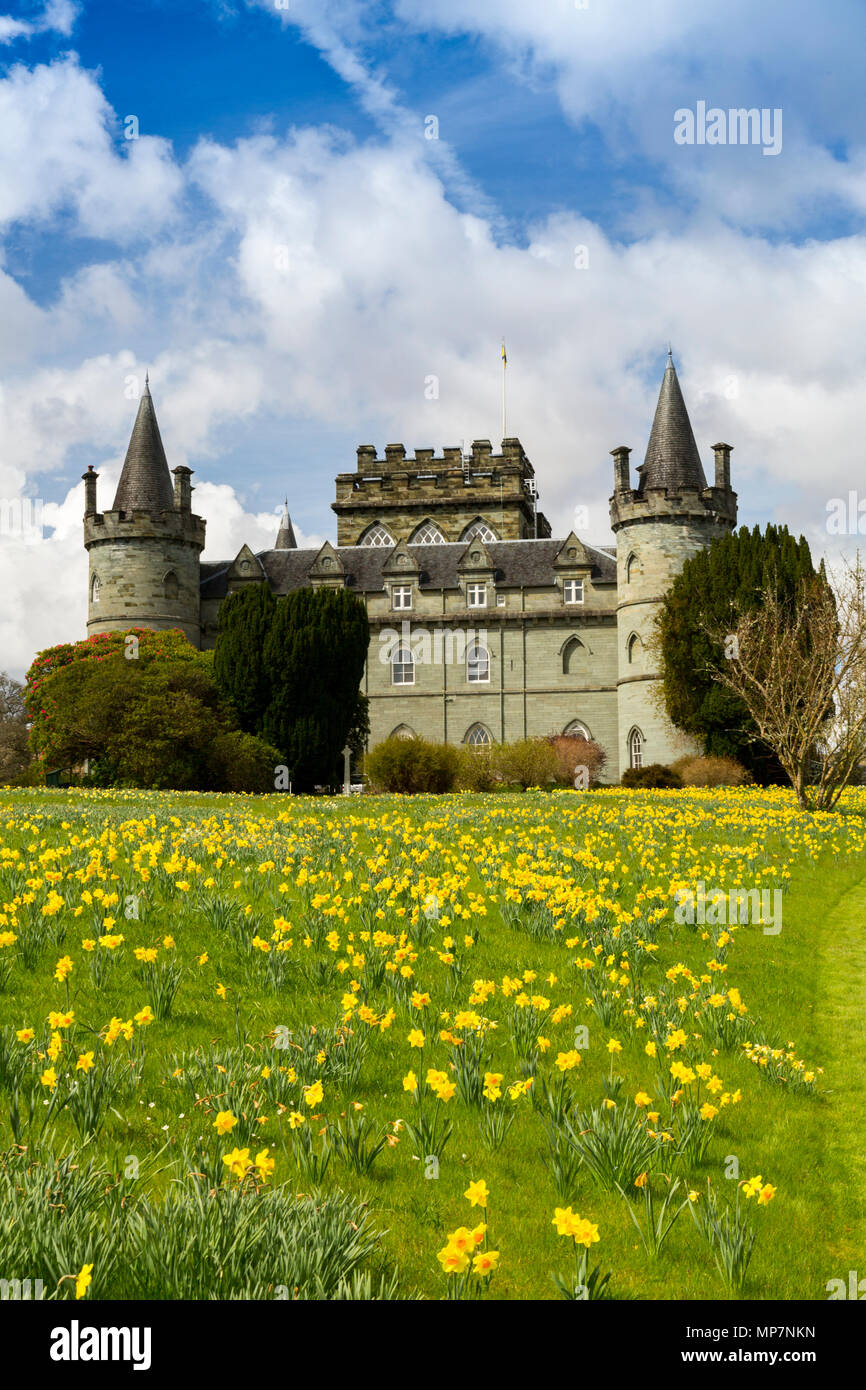 Narzissen in der Begründung der historischen Inveraray Castle, Sitz des Clan Campbell, die an den Ufern des Loch Fyne, Argyll and Bute, Schottland, UK steht Stockfoto