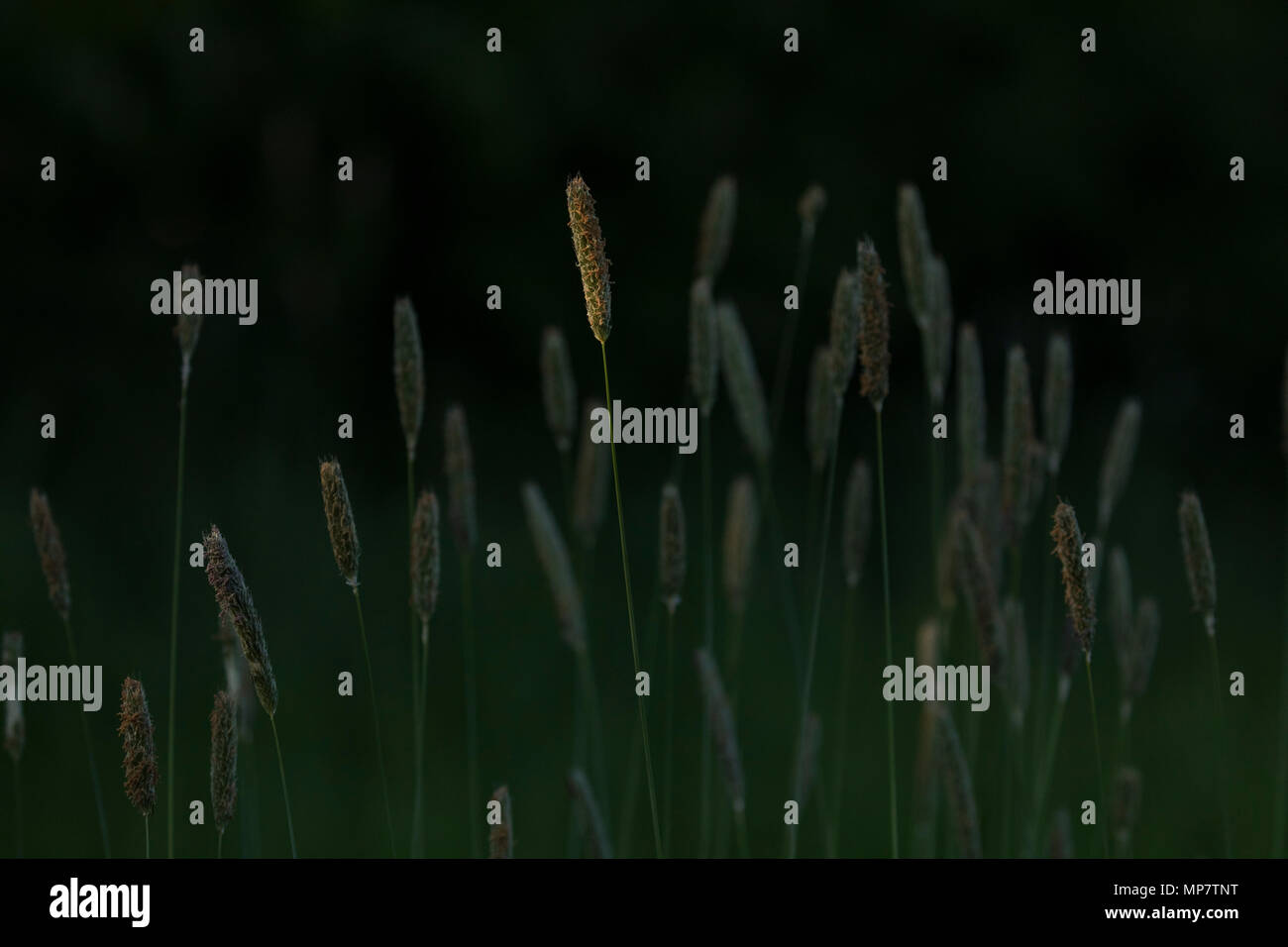 Wiese Foxtail Grass im Sonnenlicht Stockfoto