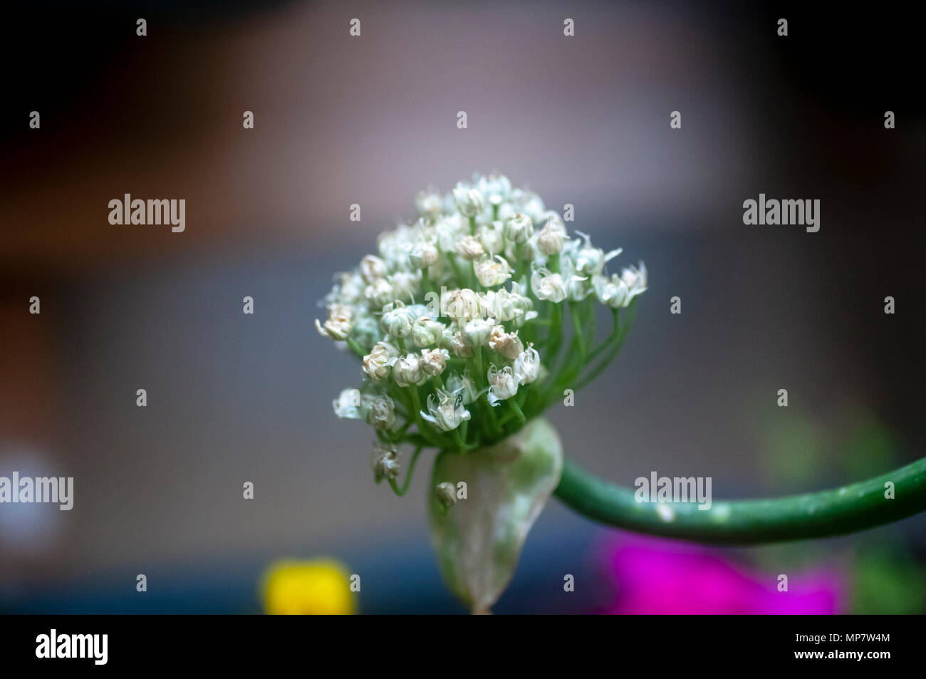 Flowerhead einer Zwiebel (Allium sp.) fotografiert im Mai Stockfoto