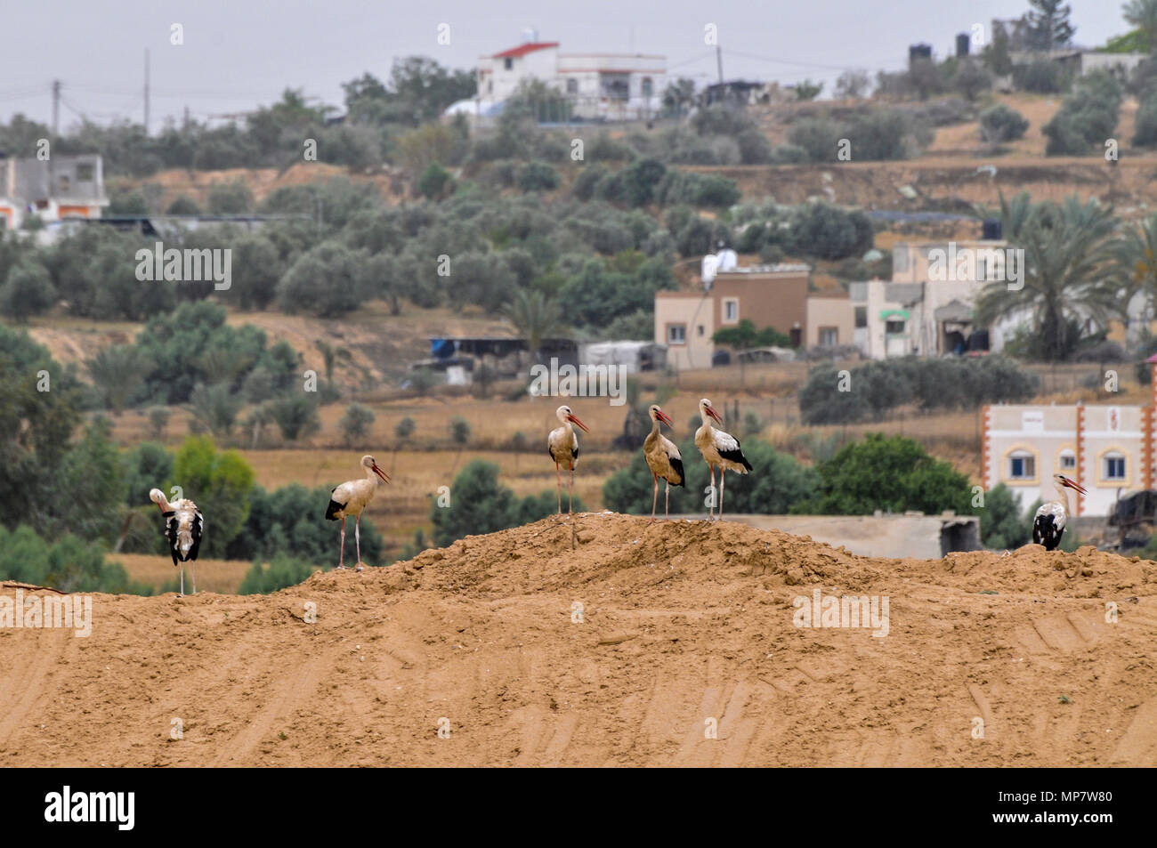 Weißstorch (Ciconia ciconia) Futter für Lebensmittel auf der Deponie. Weißstörche sind sehr große Watvögel, die sich von Fischen, Fröschen und Insekten ernähren, sowie Stockfoto