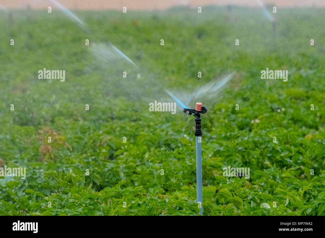 Bewässerung landwirtschaftliche Felder mit Sprinklern. In Israel fotografiert. Stockfoto