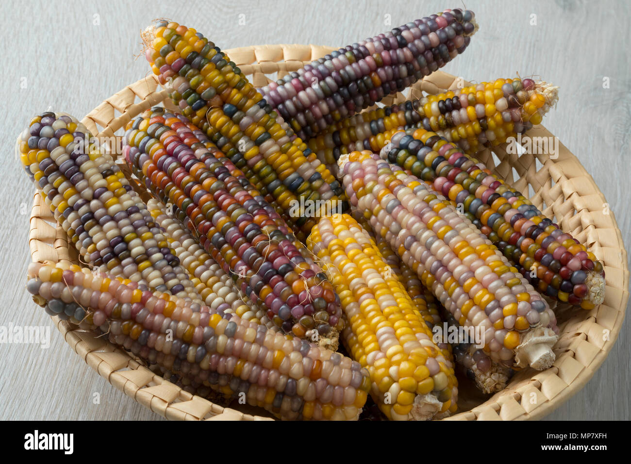 Korb mit frischen, rohen bunte Vielfalt der Edelstein Glas Mais auf Cob Stockfoto