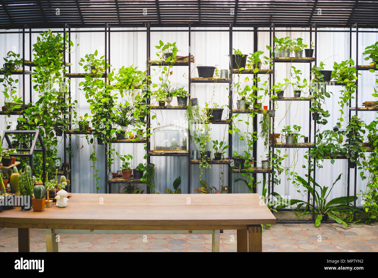 Regal und der Schachtel Baum pflanzen Dekoration an der Wand  Stockfotografie - Alamy