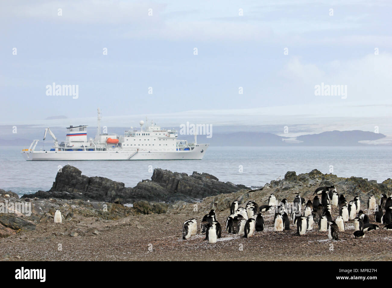 Wild Kinnriemen Pinguine mit der Antarktis Kreuzfahrt Schiff im Hintergrund, Antarktische Halbinsel, Antarktis Stockfoto