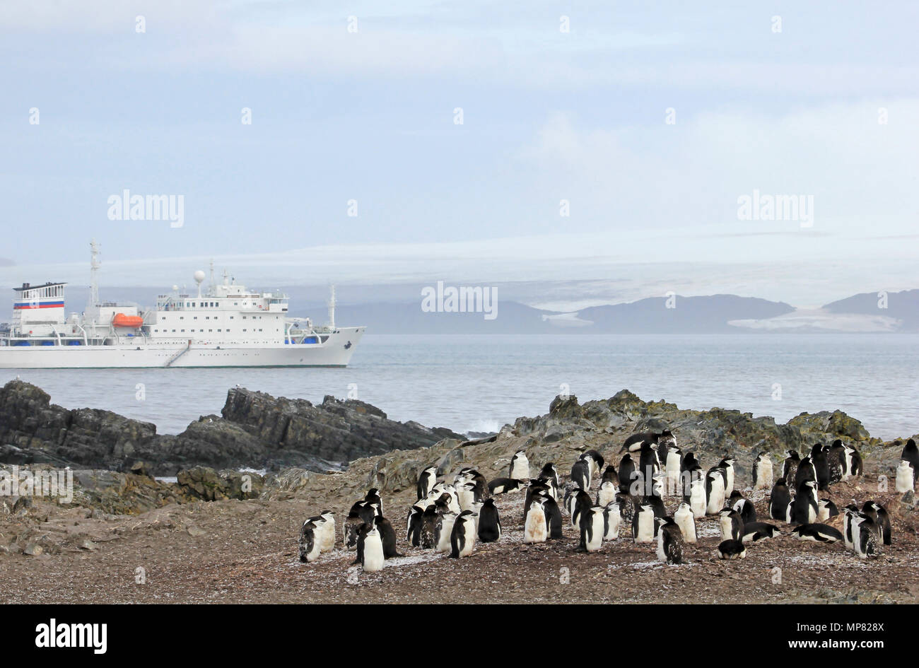 Wild Kinnriemen Pinguine mit der Antarktis Kreuzfahrt Schiff im Hintergrund, Antarktische Halbinsel, Antarktis Stockfoto