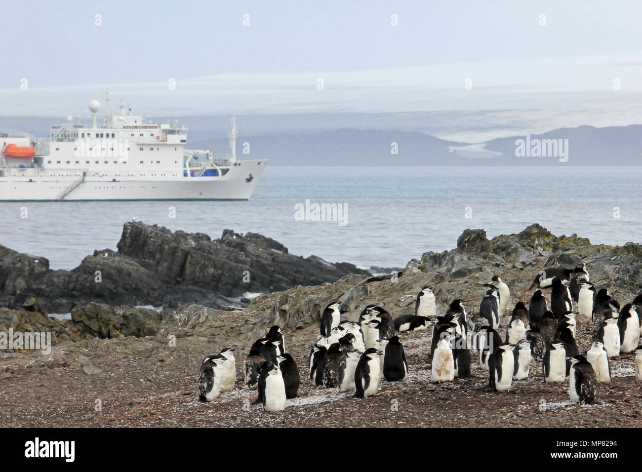 Wild Kinnriemen Pinguine mit der Antarktis Kreuzfahrt Schiff im Hintergrund, Antarktische Halbinsel, Antarktis Stockfoto