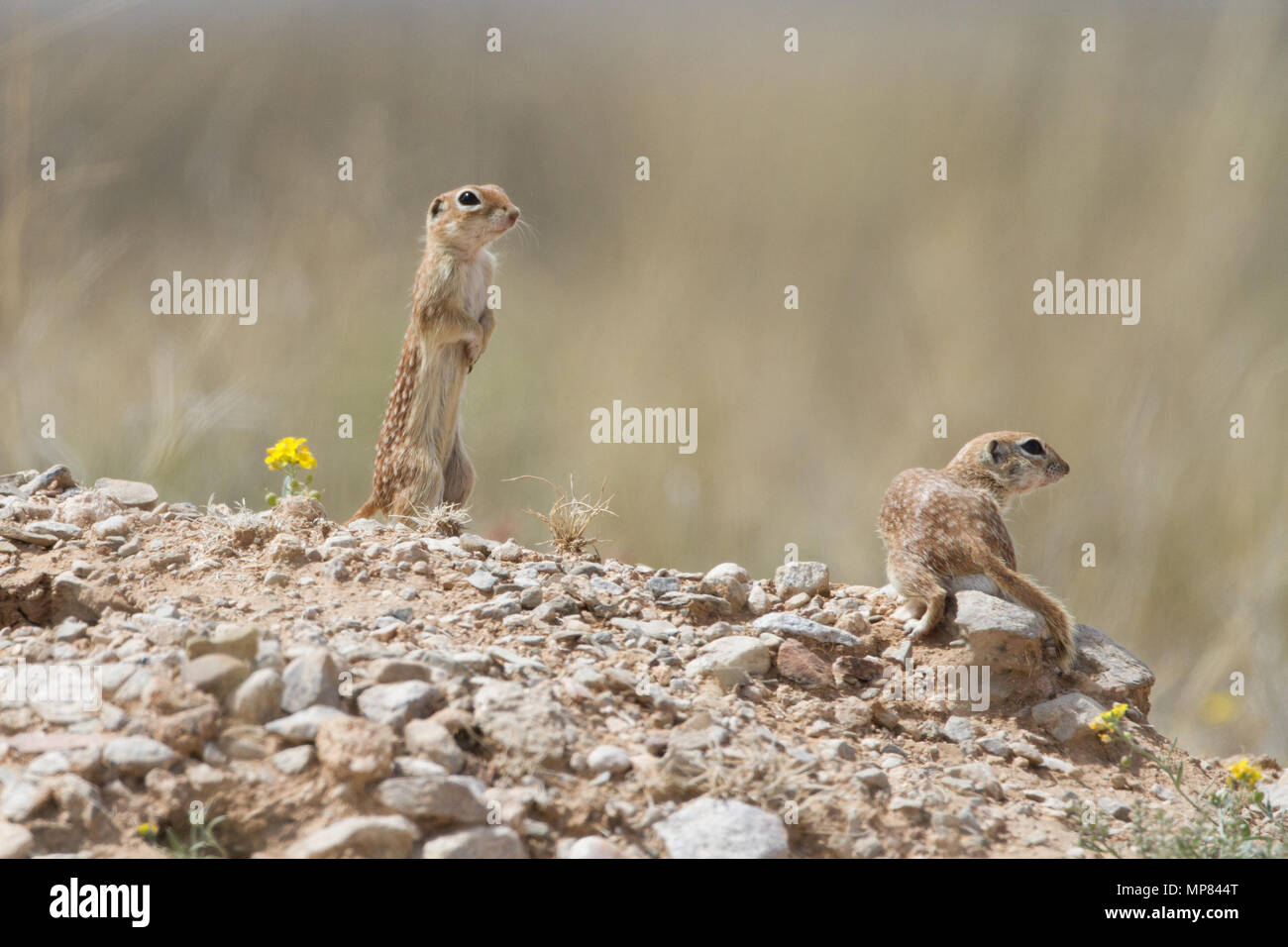 Ein paar gefleckte Eichhörnchen im südlichen Arizona, USA. Stockfoto