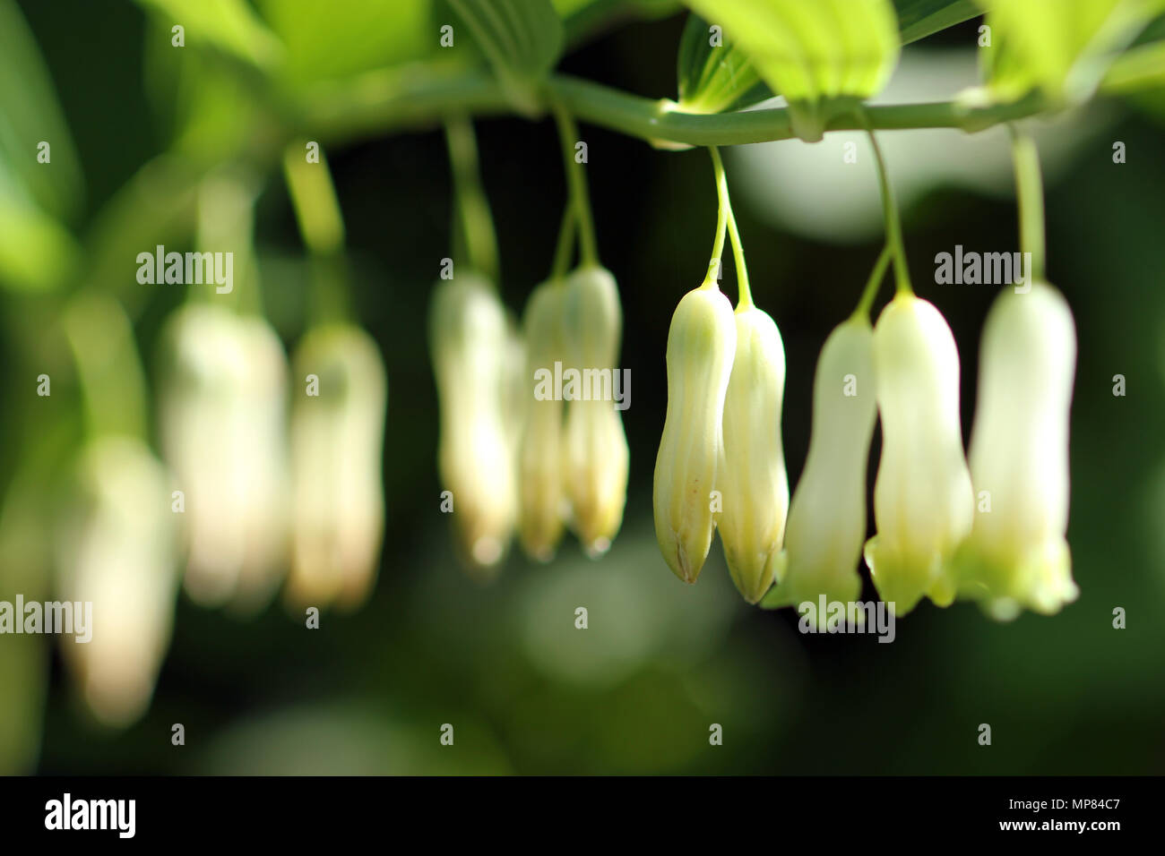 Salomos Siegel weißen, hängenden Garten Blumen Stockfoto