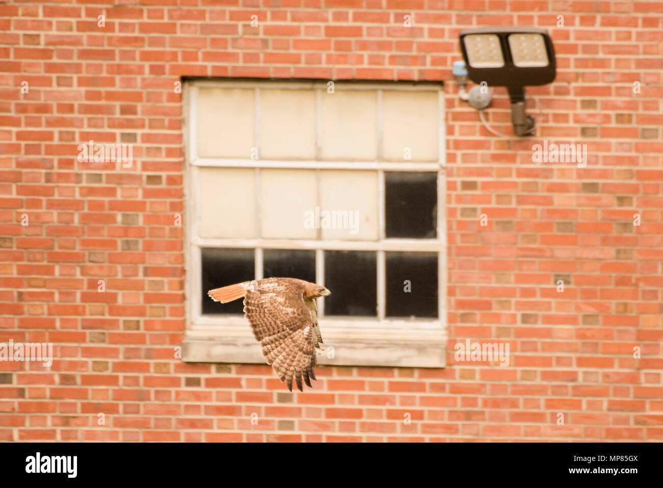Eine red tailed Hawk fliegt durch ein Gebäude auf einem Hochschulcampus in North Carolina, die Tier- und Pflanzenwelt zunehmend finden Sie neben Menschen leben werden. Stockfoto