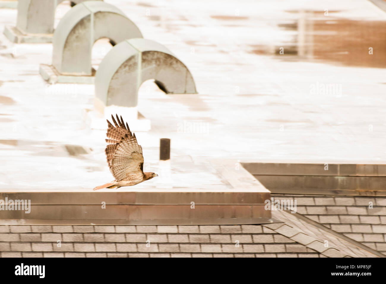 Eine red tailed Hawk fliegt durch ein Gebäude auf einem Hochschulcampus in North Carolina, die Tier- und Pflanzenwelt zunehmend finden Sie neben Menschen leben werden. Stockfoto