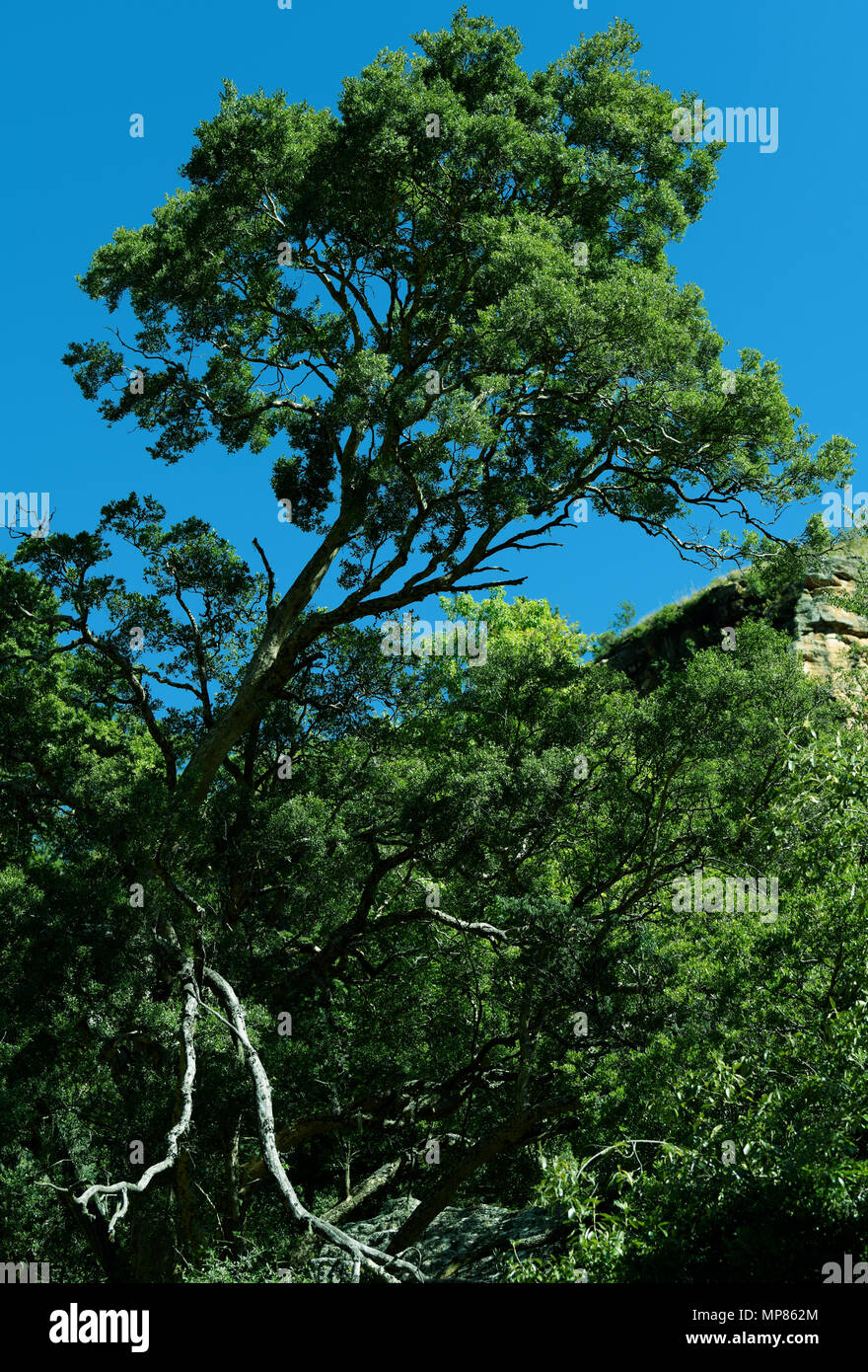 Grünes Laub von Baum wächst über dem Vordach des Afromontane Wald in Drakensberg, Südafrika Stockfoto