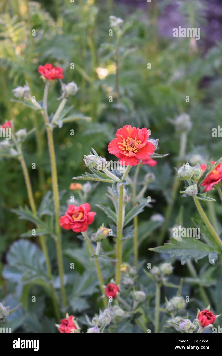 Geum Stockfoto