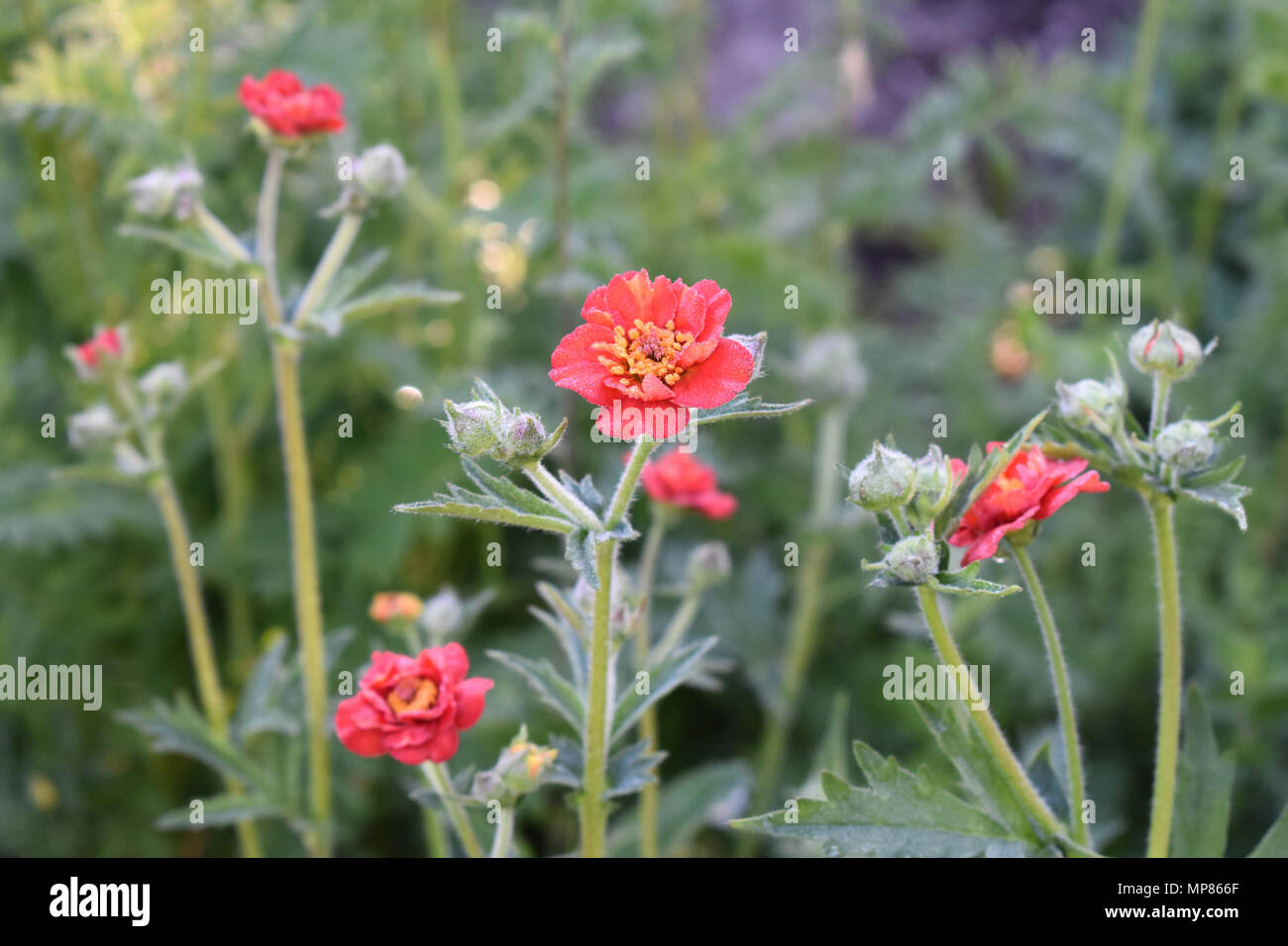 Geum Stockfoto