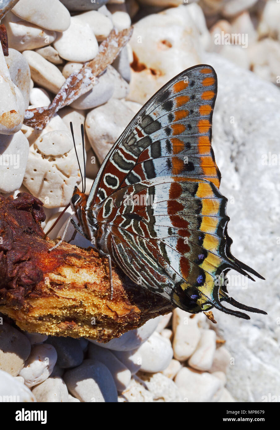 Die zwei-tailed Pasha, Charaxes jasius, einem mediterranen Schmetterling, auf einer verfaulenden Stück Obst Stockfoto