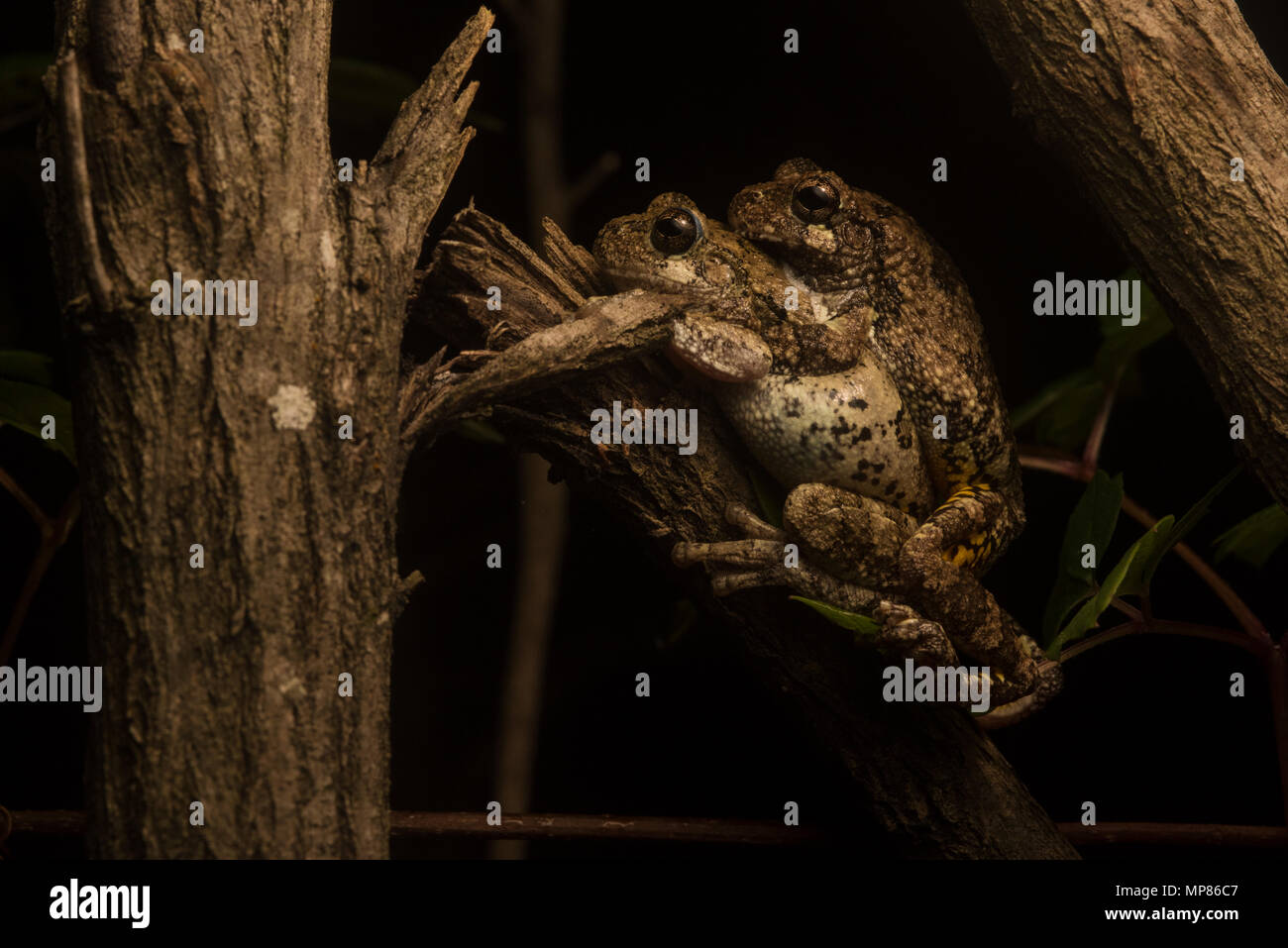 'SCOPE Grau Treefrogs aus North Carolina in amplexus, die kleinere Männchen hält auf das Weibchen, bis sie Eier legt und er befruchtet. Stockfoto