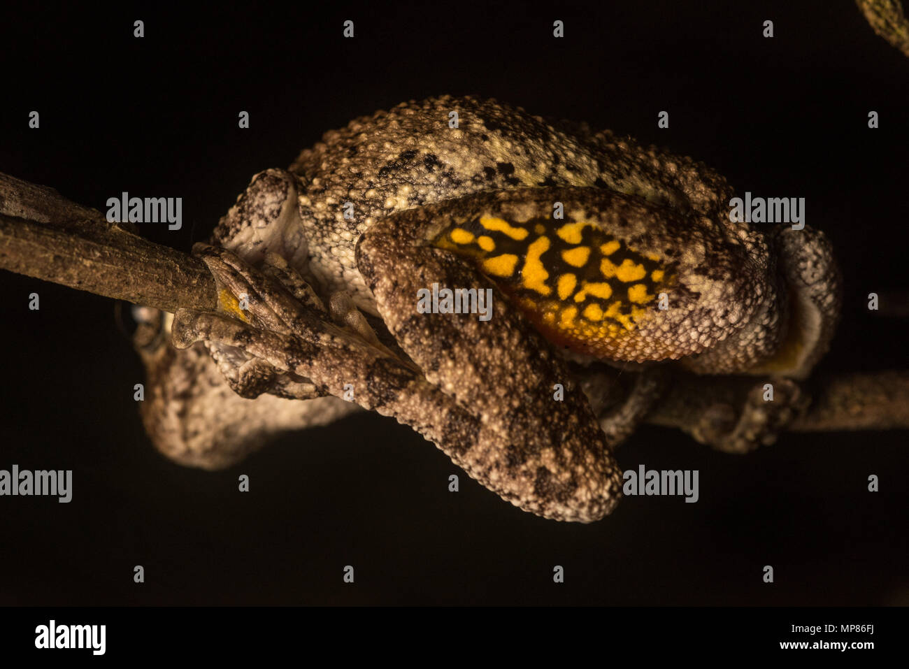 Copes grauer Laubfrosch thront auf einem Zweig, eine helle gelbe Farbe auf seinen Oberschenkel ist deutlich sichtbar. Es wird gedacht, es Raubtiere erschrecken. Stockfoto