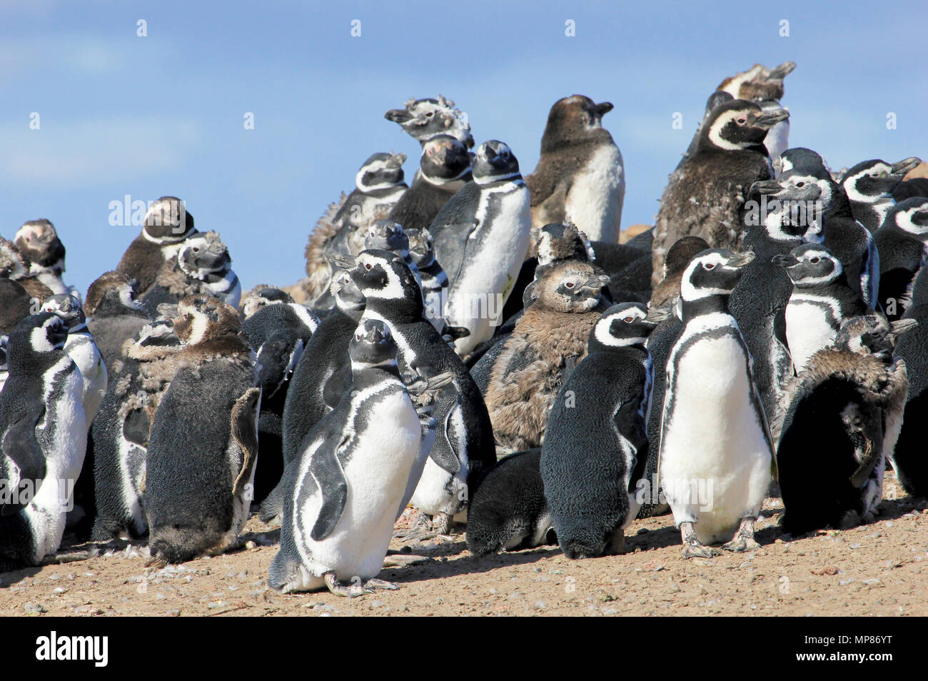 Magellanic Penguin, spheniscus magellanicus, Falkland Inseln Stockfoto