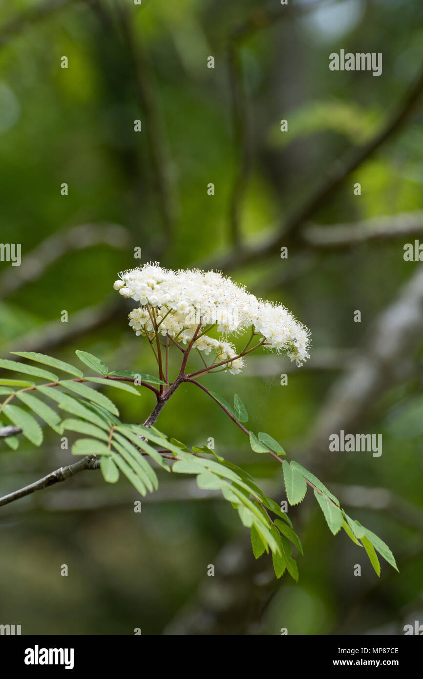 Rowan (Eberesche) Blumen und kleine Spinnennetz Stockfoto