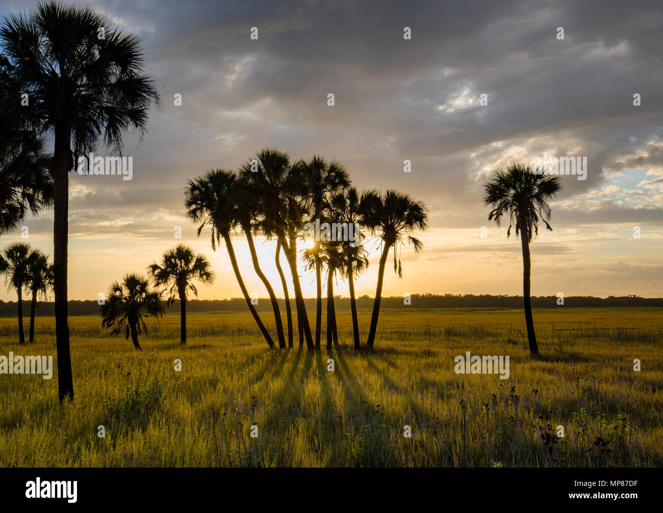 Am späten Nachmittag Sonne Casting Shadows von Palmen in Myakka River State Park in Sarasota Florida Stockfoto