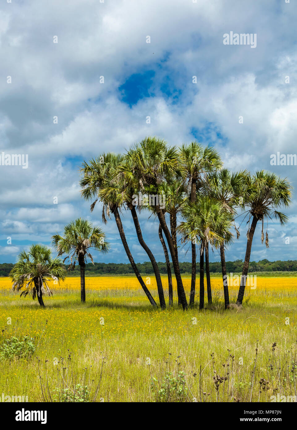 Palmen vor der Coreopsis oder Veilchen Wildblumen mit weißen Wolken im blauen Himmel in Myakka River State Park in Sarasota Florida Stockfoto