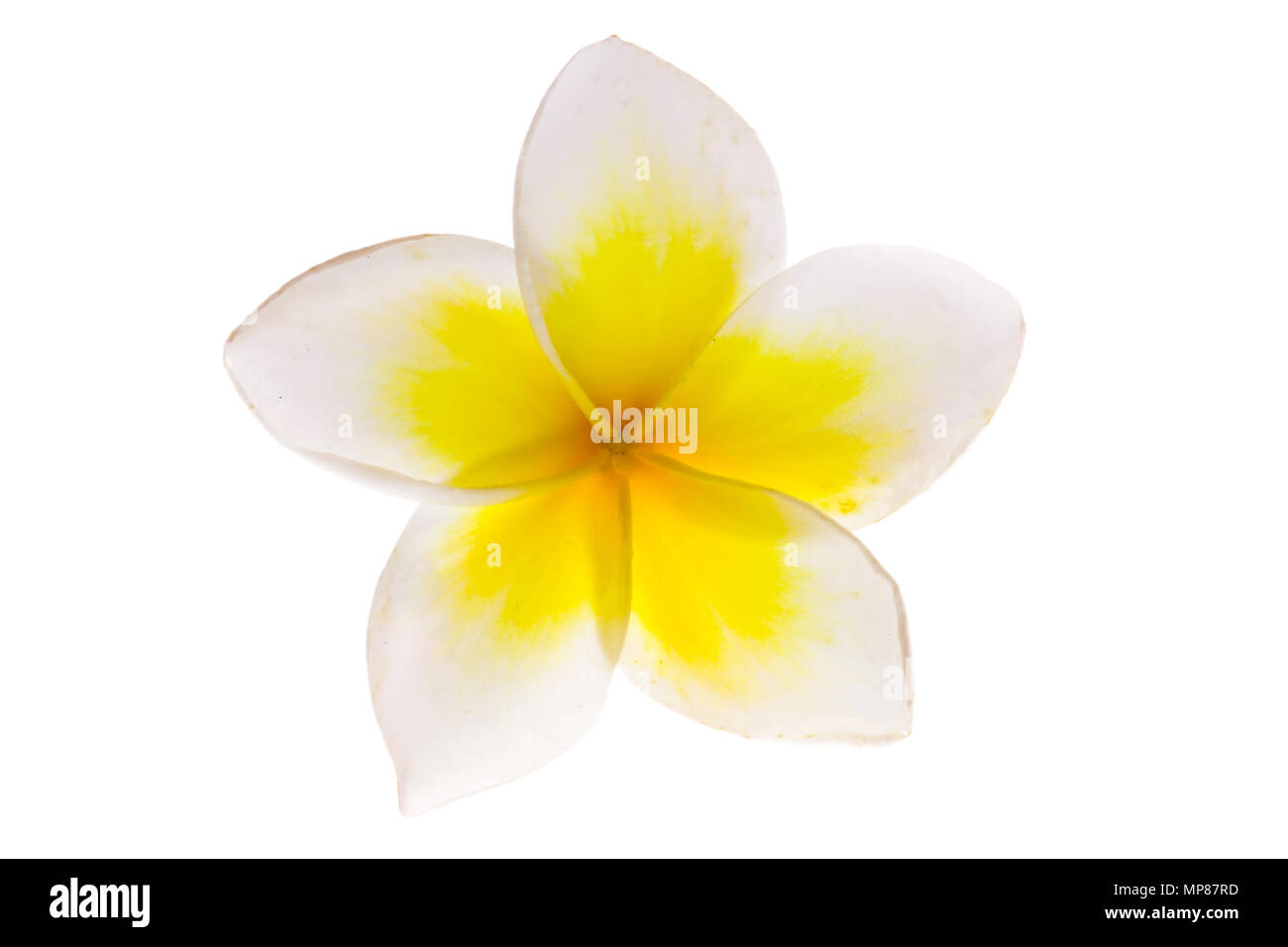 Single Plumeria weiß mit gelber Mitte Blume, Insolated,, vereinzelt auch als Lei Blumen und Frangipani gegen einen weißen Hintergrund bekannt Stockfoto