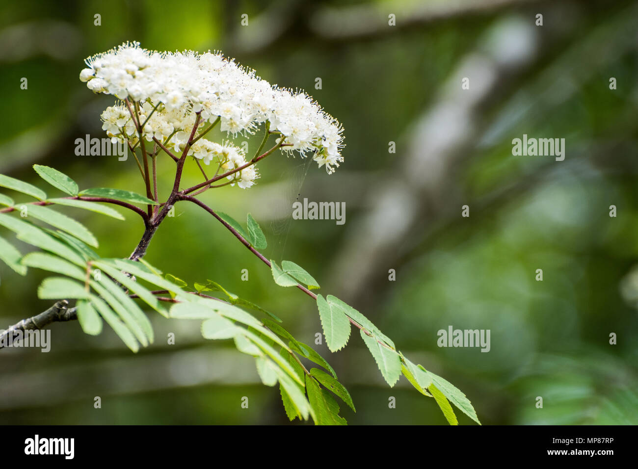 Rowan (Eberesche) Blumen und kleine Spinnennetz Stockfoto