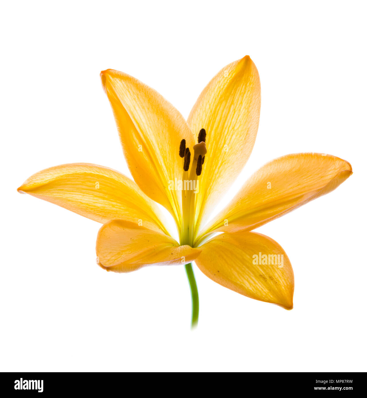 Orange gelbe Lilie vor einem weißen Hintergrund Stockfoto