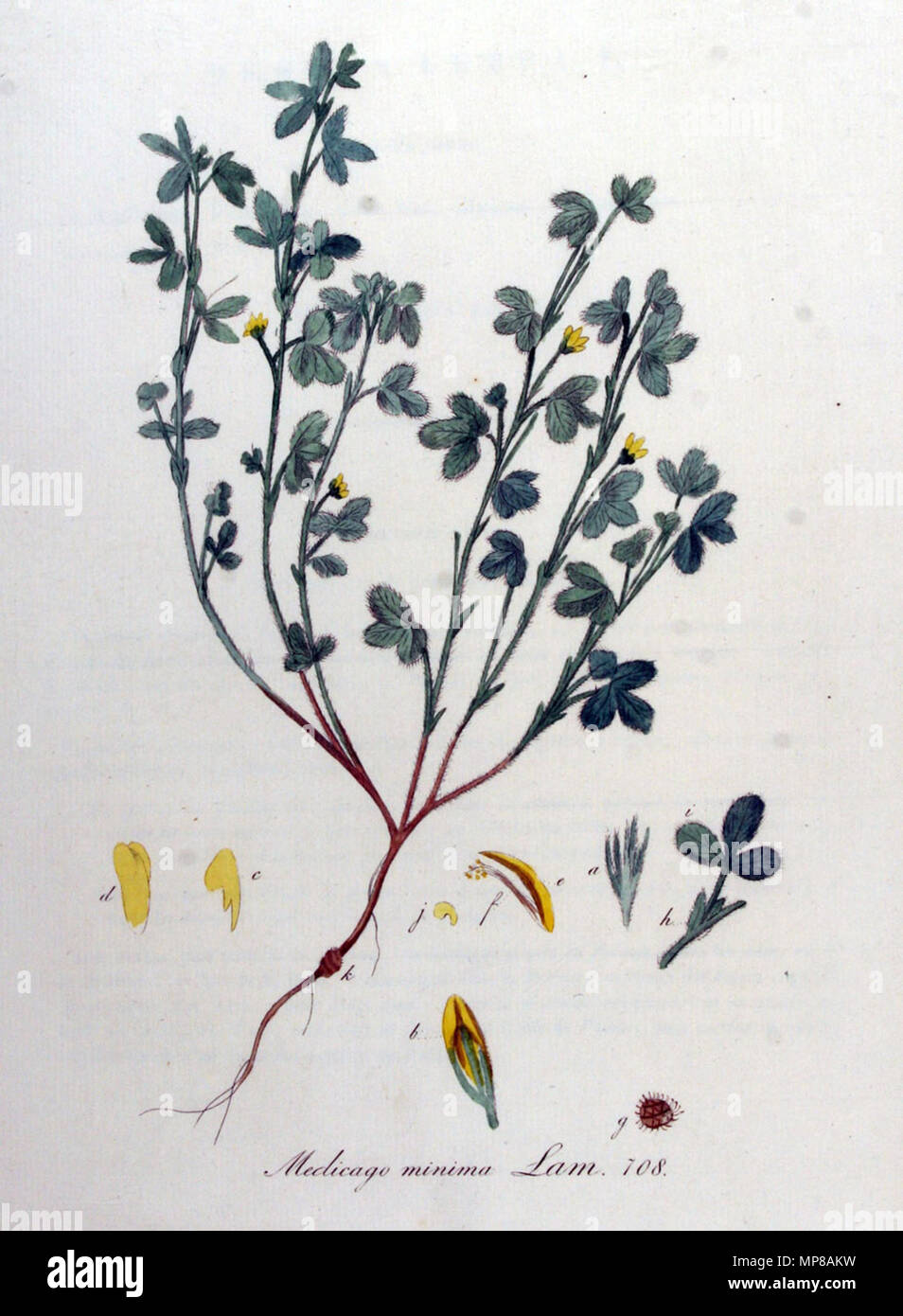 879 Medicago minima - Flora von Batava Afbeelding en Beschreibung van Nederlandsche Gewassen, IX Deel. (1846) Stockfoto