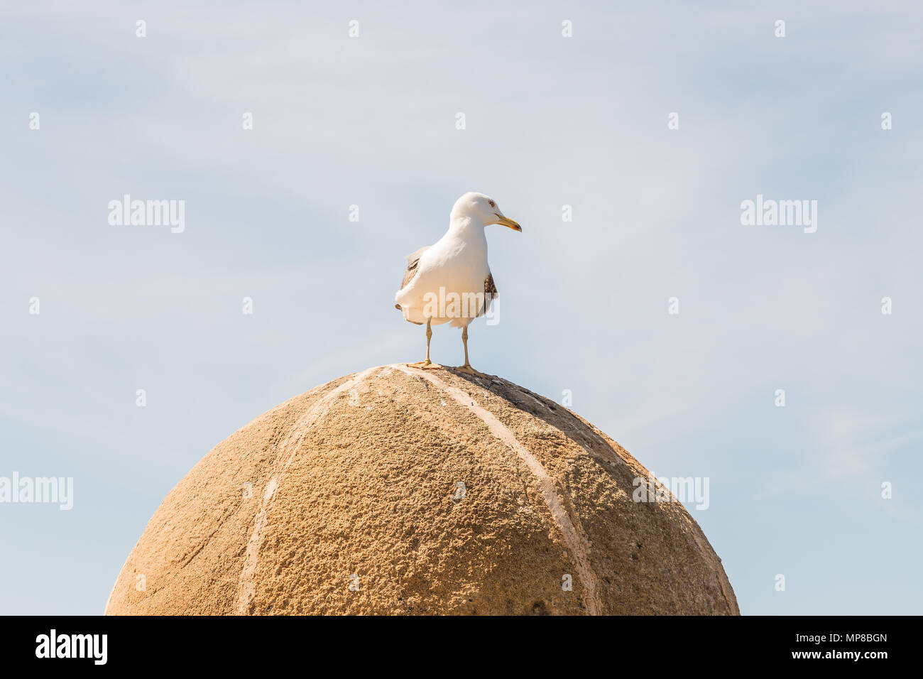 Seagull lehnte sich auf den Wänden von Essaouira. Stockfoto