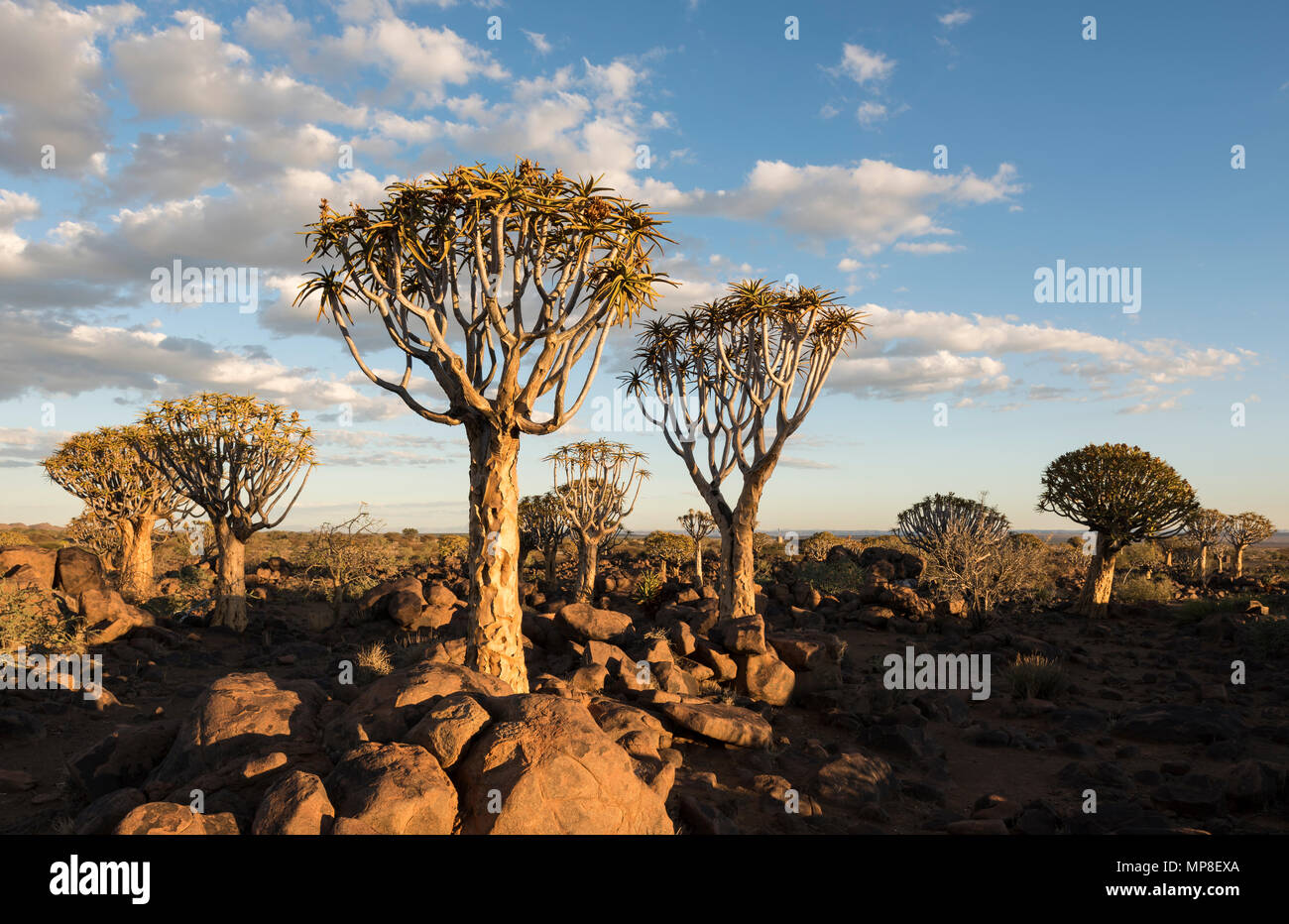 Köcherbäume im Köcherbaumwald, Keetmanshoop, Namibia. Stockfoto