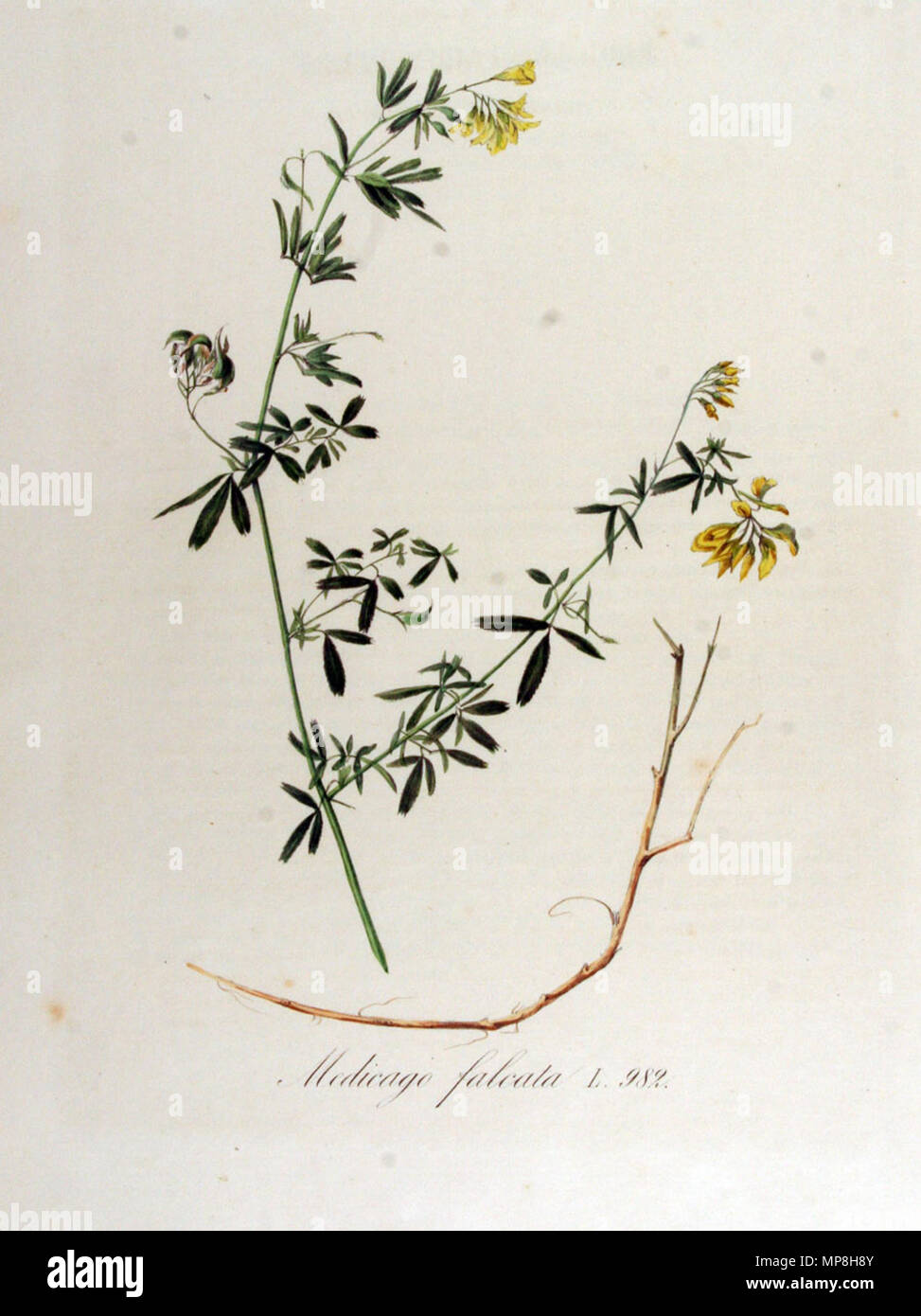 879 Medicago falcata - Flora Batava (1868) Stockfoto