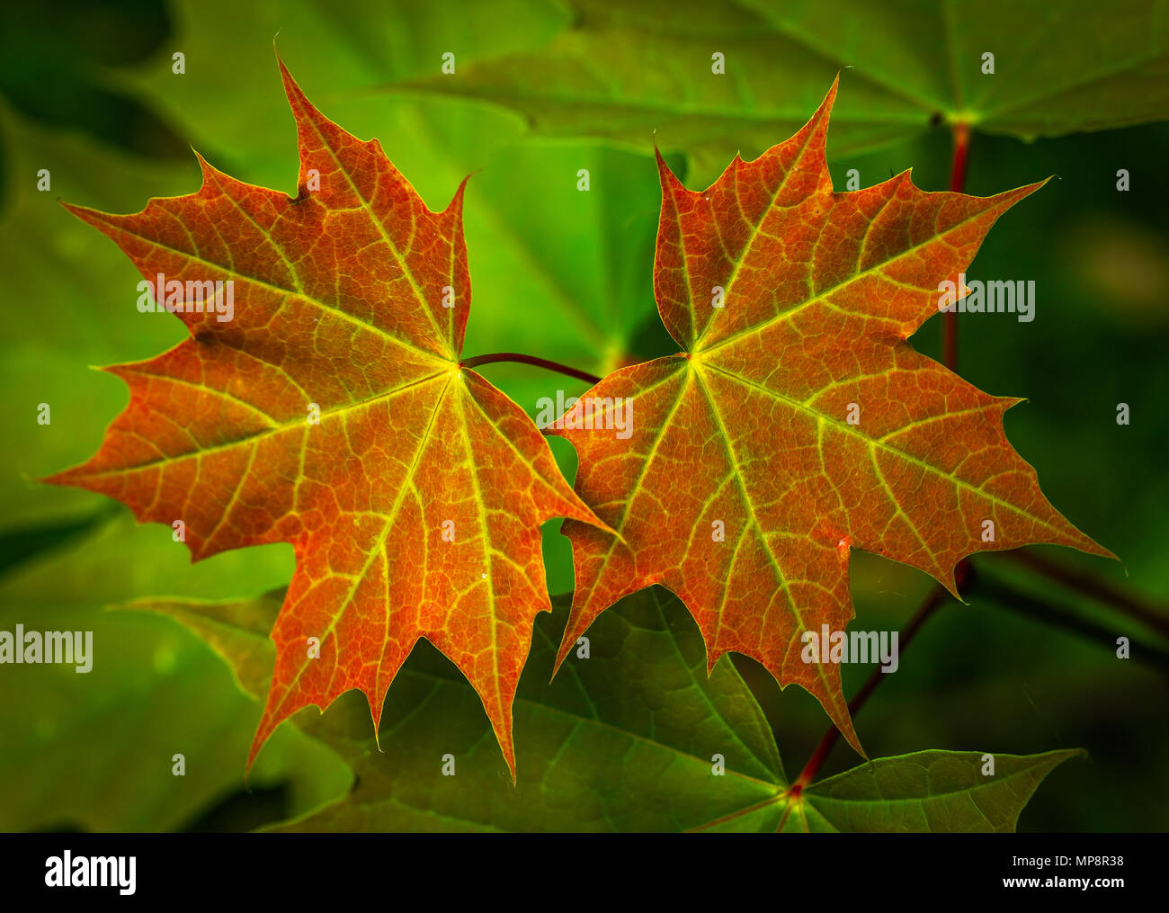Paar Sycamore frühen Blätter Stockfoto Paar Sycamore frühen Blätter Stockfoto