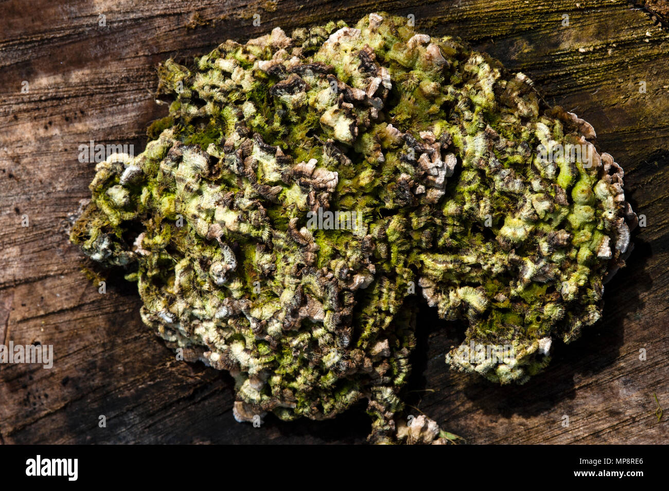 Baumstumpf mit Flechten und Moos wächst über Holz- stumpf abstrakte Formen. Stockfoto