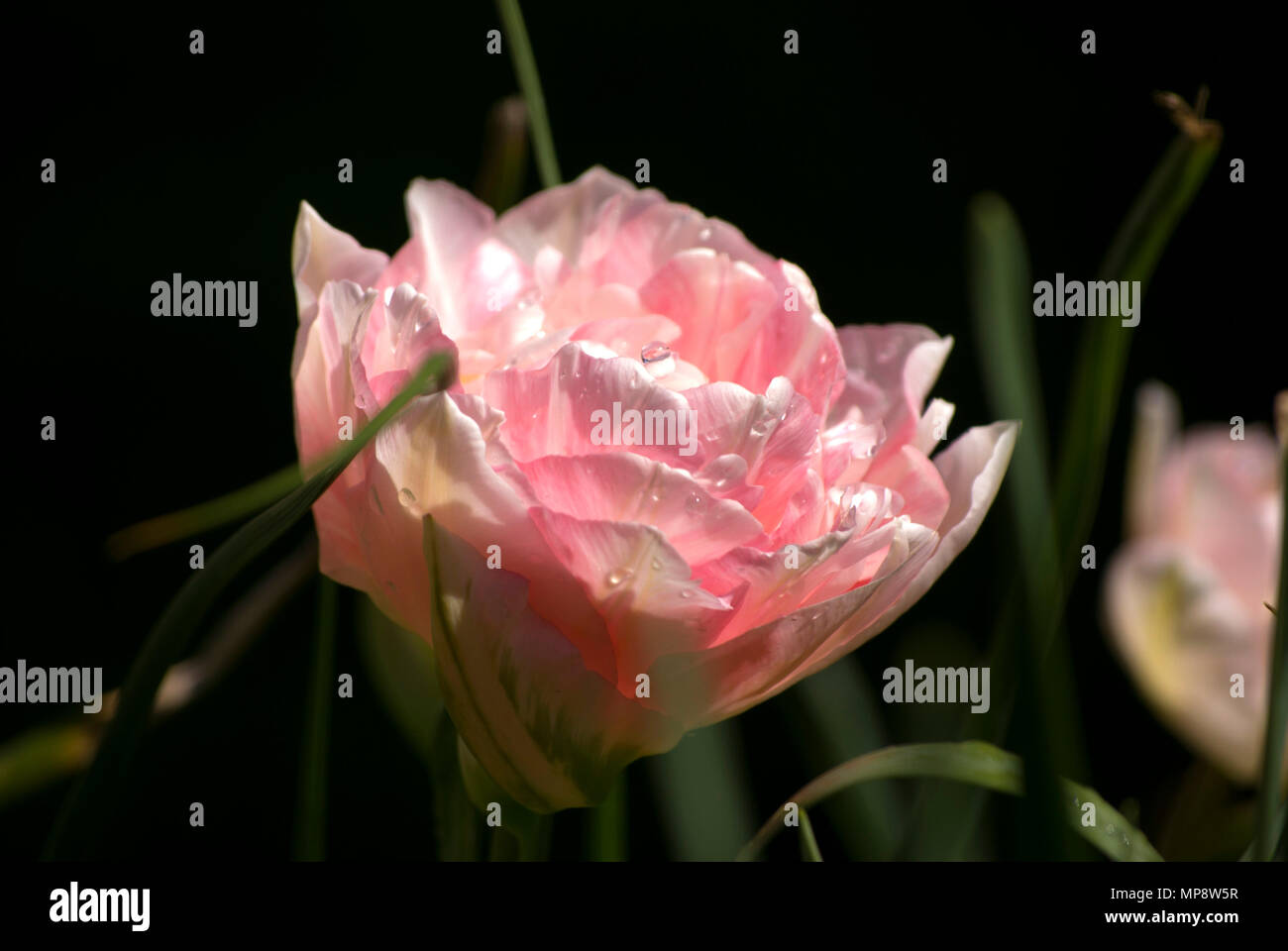 Schöne Doppelzimmer Tulip in Zartrosa, zwischen dem Gras und Blätter treibt, in einem grünen Hintergrund. Close-up. Bokeh Stockfoto