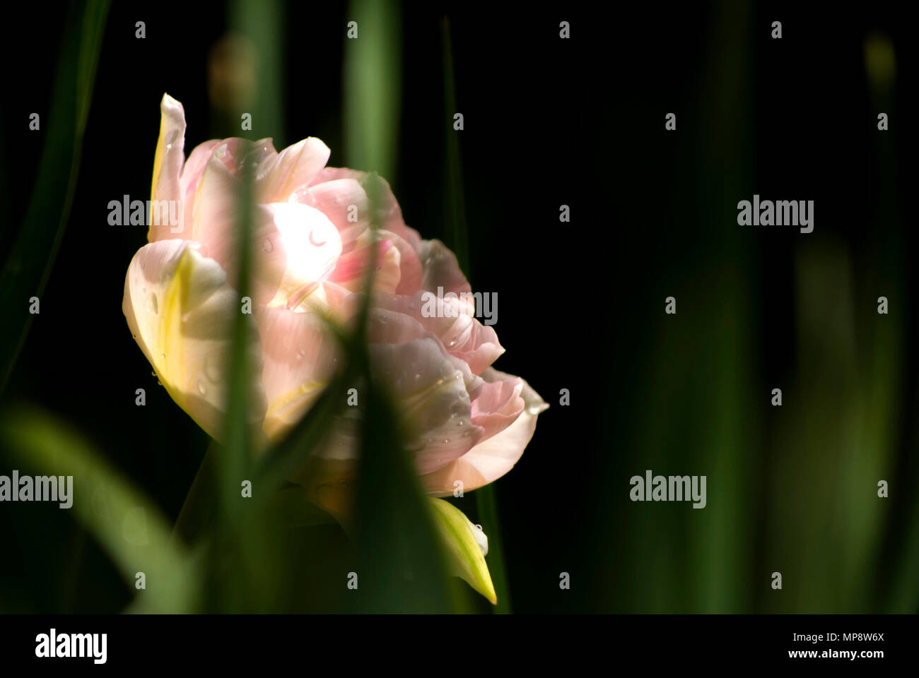 Schöne Doppelzimmer Tulip in Zartrosa, zwischen dem Gras und Blätter treibt, in einem grünen Hintergrund. Close-up. Bokeh Stockfoto