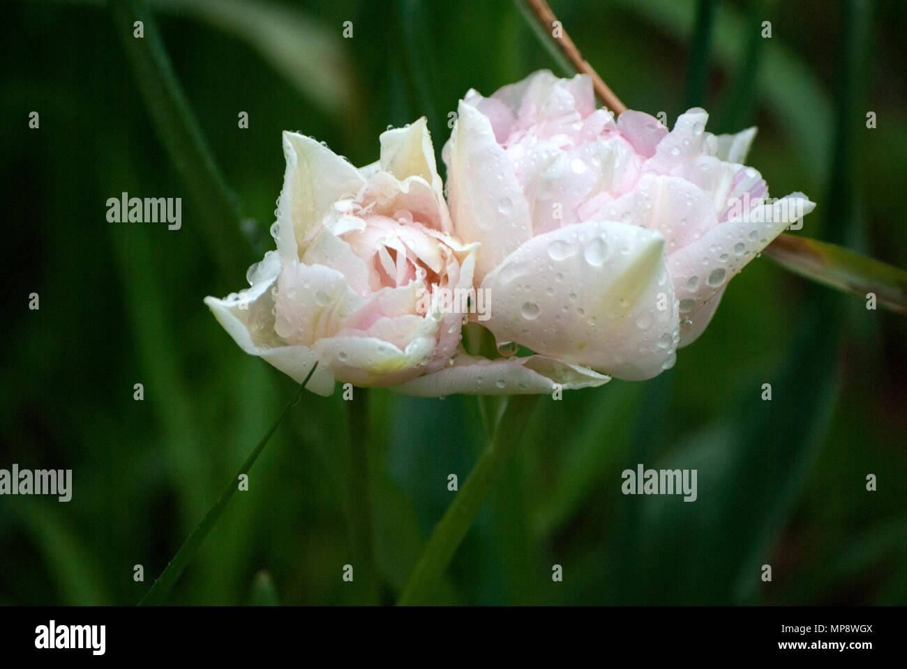 Schöne Doppelzimmer Tulip in Zartrosa, zwischen dem Gras und Blätter treibt, in einem grünen Hintergrund. Close-up. Bokeh Stockfoto