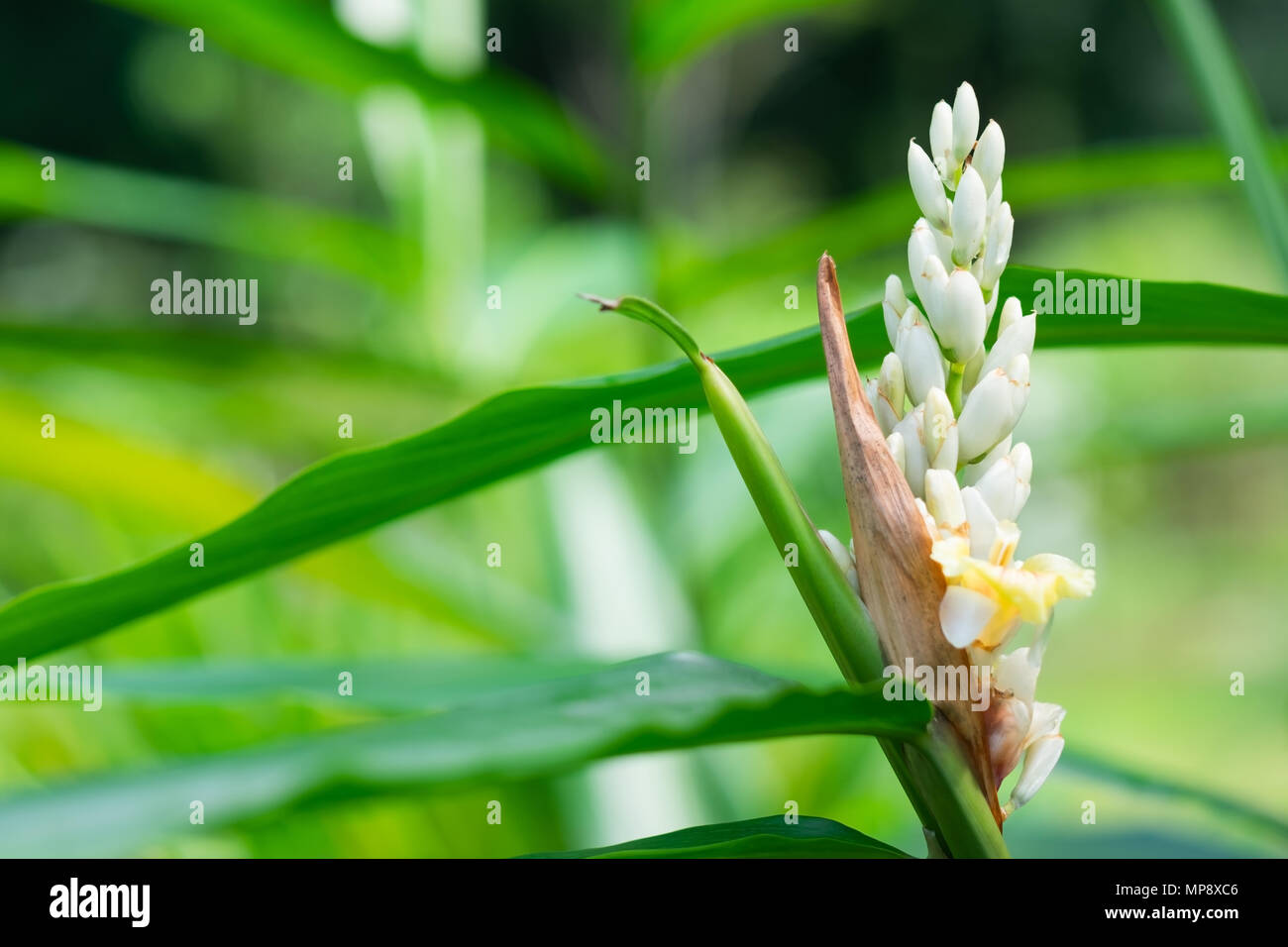 Alpinia galanga, krautige Pflanze in der asiatischen Kultur. Stockfoto