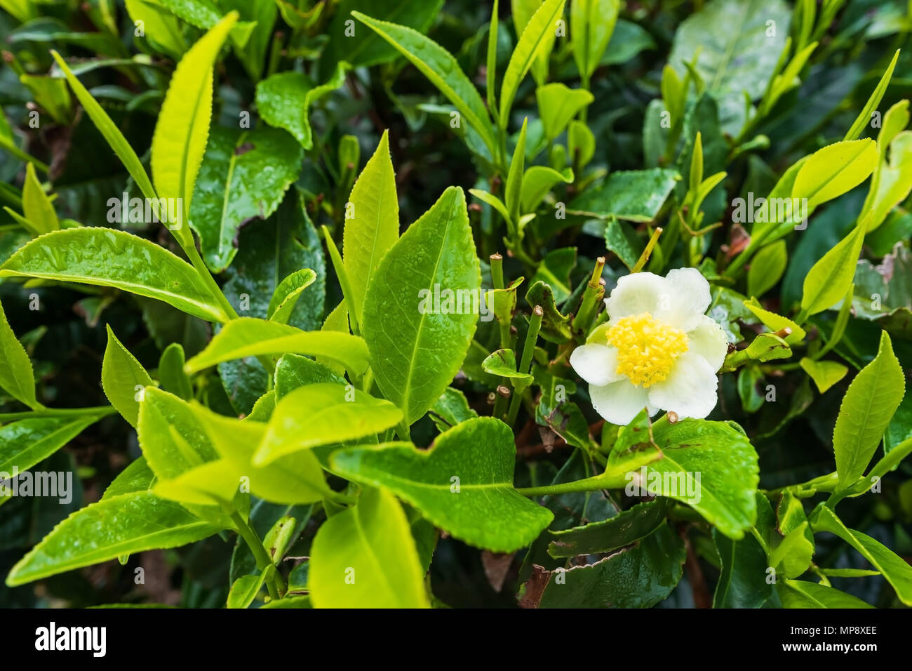 Tee Pflanze blüht auf Plantation Stockfoto