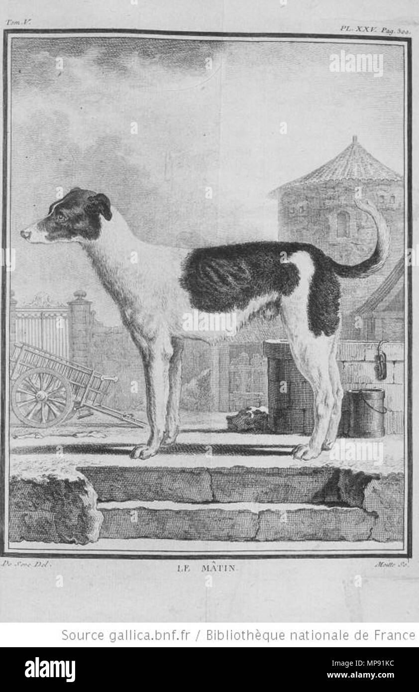 . Englisch: Irischer Wolfshund (nach Thomas Wimpel). 1755. Georges-Louis Leclerc Buffon + Jacques de Sève 798 Le Matin (buffon) Stockfoto