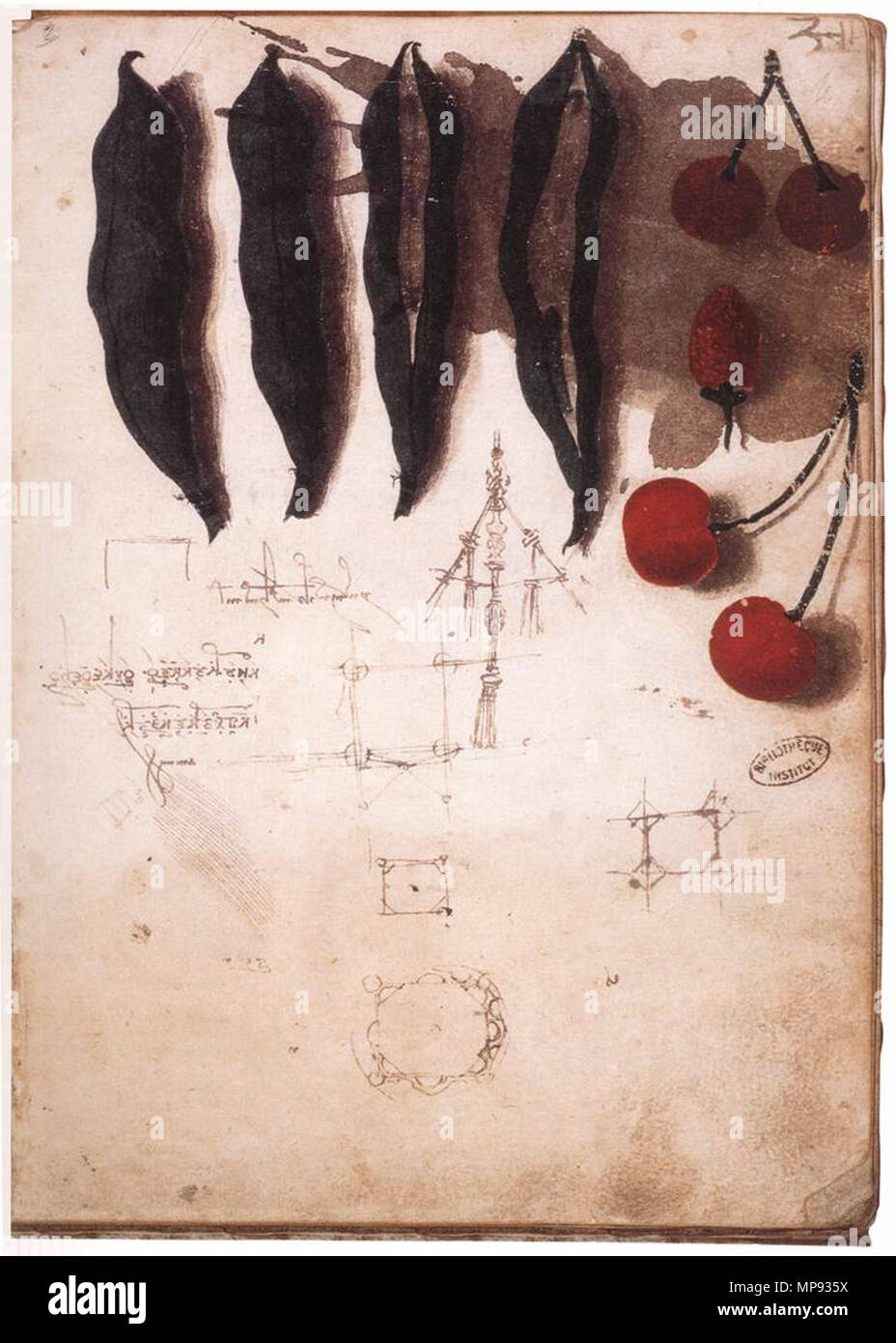 Englisch: Obst, Gemüse und andere Studien zwischen 1487 und 1489. 803 Leonardo da Vinci, Obst, Gemüse und andere Studien Stockfoto