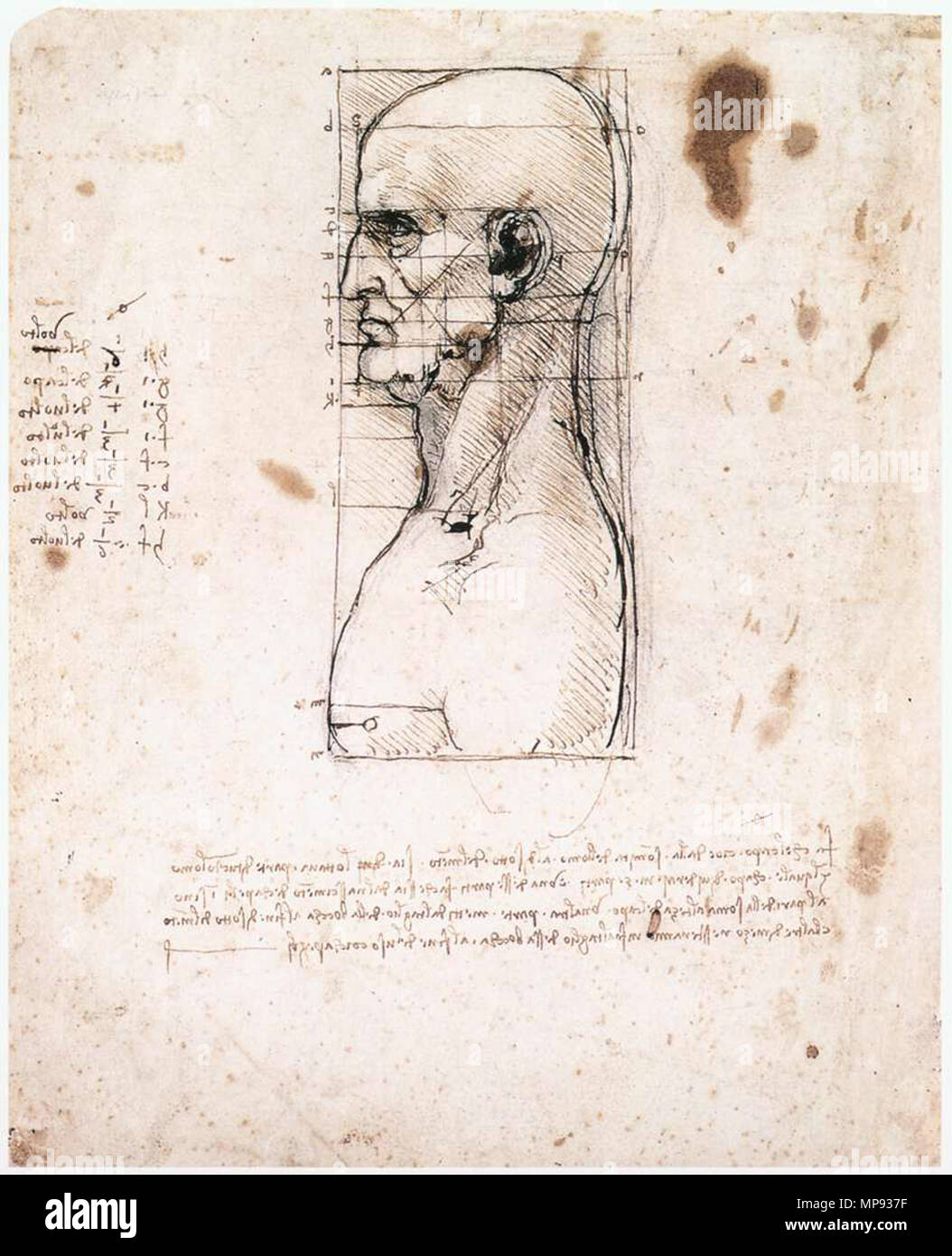 Englisch: Männlich Kopf im Profil mit Proportionen. Männliche Kopf im Profil mit Proportionen. ca. 1490. 803 Leonardo da Vinci, männlichen Kopf im Profil mit Proportionen Stockfoto